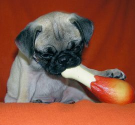 4 piliers mois du Chien