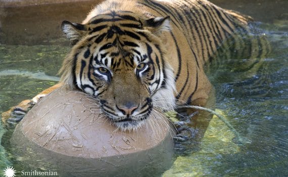 Astrologie Chinoise Tigre